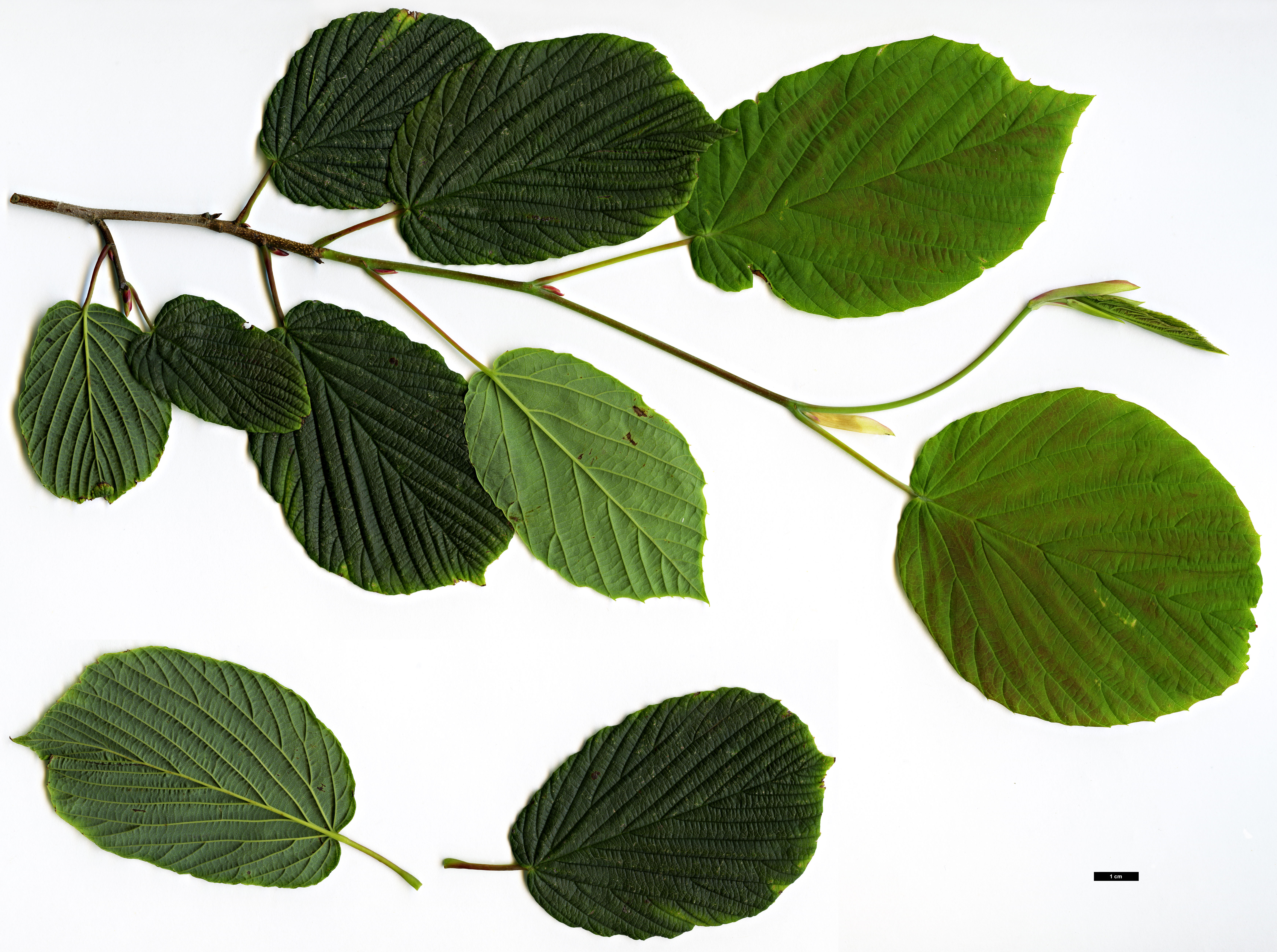 High resolution image: Family: Hamamelidaceae - Genus: Corylopsis - Taxon: sinensis - SpeciesSub: var. calvescens